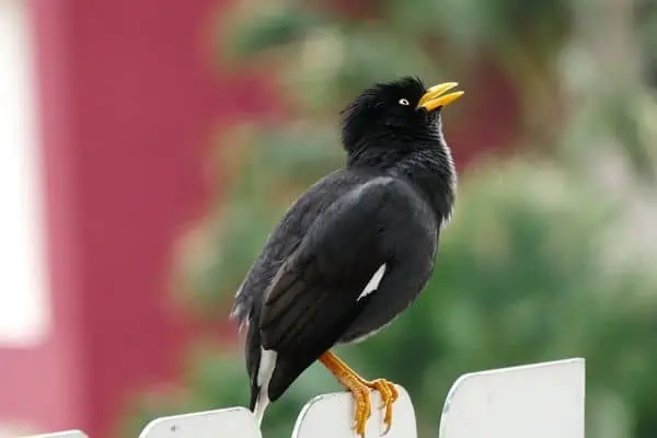 Pájaro minah posado en la valla