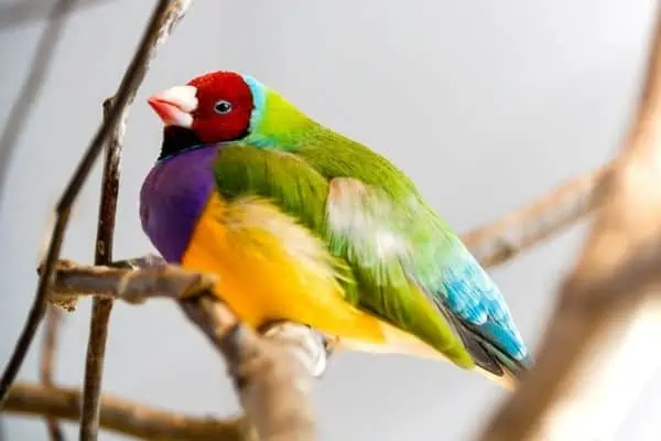 Pinzón arcoiris posado sobre un pequeño tronco
