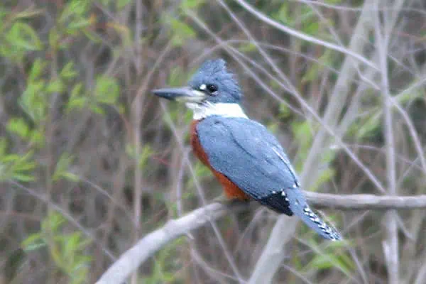 pájaro martín pescador anillado