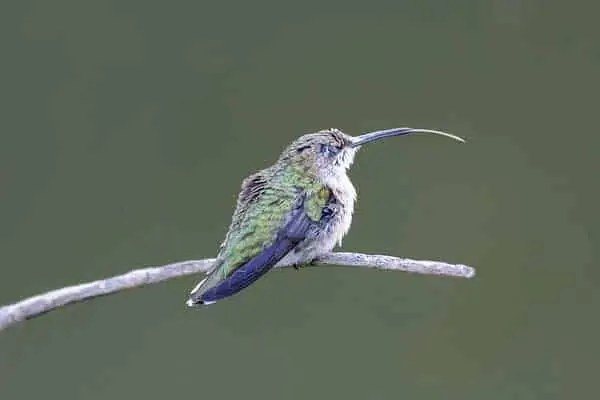 Colibrí con lengua fuera