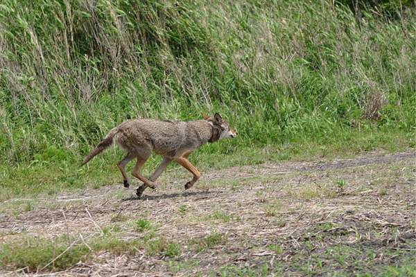 Liberan al lobo rojo macho