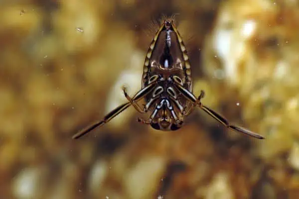 Insecto nadador de espalda