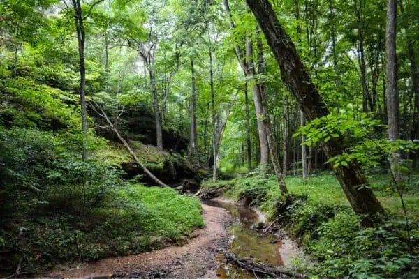 bosque nacional shawnee
