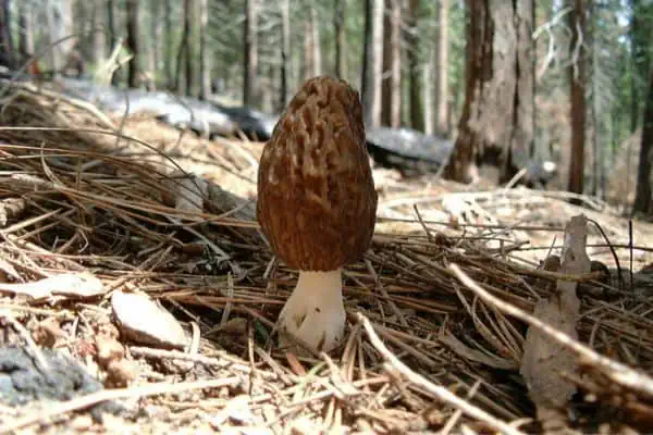 Seta morilla en el parque nacional de yosemite