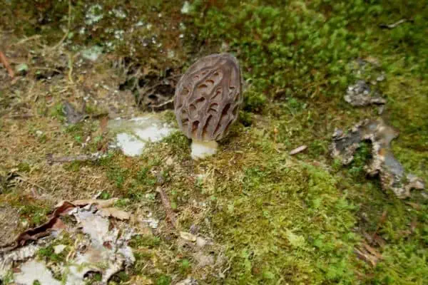 Hongo morilla en el sendero del río Baker