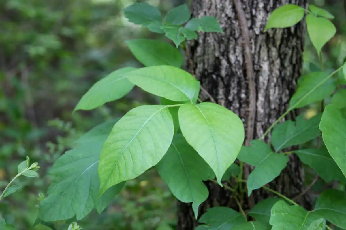 Plantar hiedra venenosa