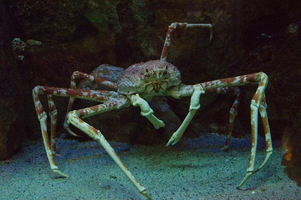 Cangrejo araña japonés bajo el agua