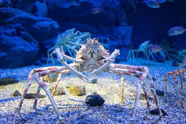 Cangrejo araña japonés en el fondo del mar