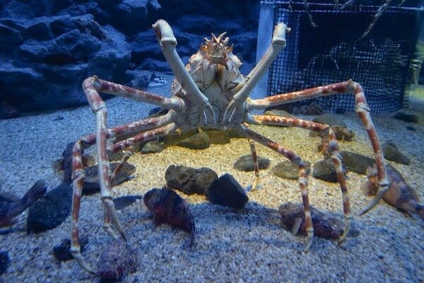 Cangrejo araña japonés