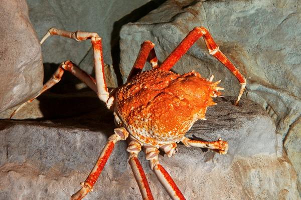 Cangrejo araña japonés sobre grandes rocas