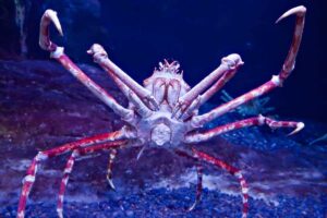 11 Datos Sobre Los Cangrejos Araña Japoneses