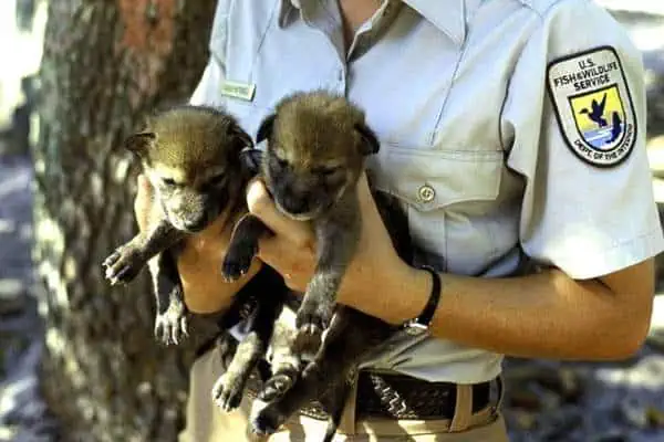 Cachorros de lobo rojo criando en cautividad