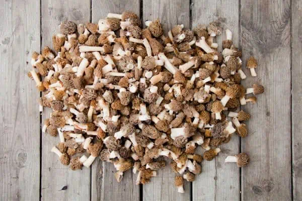 Colmenillas frescas
