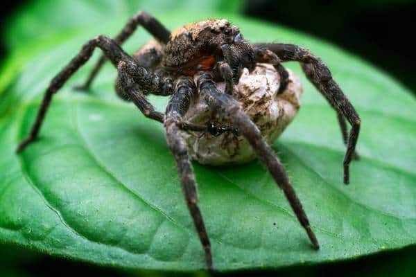 Araña marrón con huevo