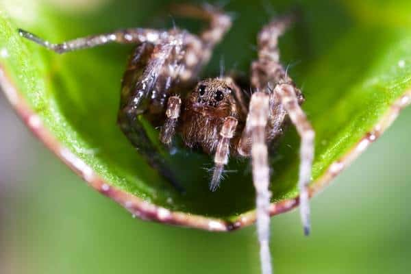 Araña en hoja verde