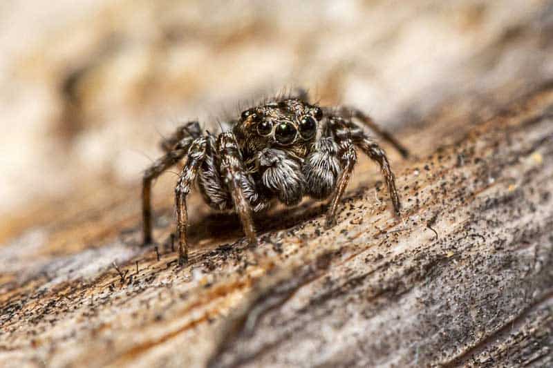 10 Arañas Comunes en Wisconsin (imágenes)