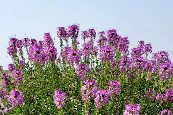 Flores de abeja de las montañas rocosas