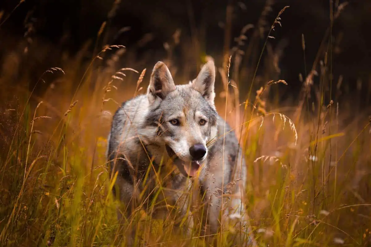 Lobo rojo en estado salvaje