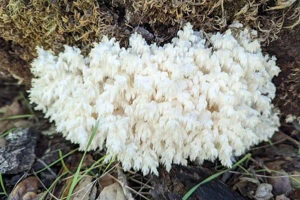 Hongos en los dientes del peine