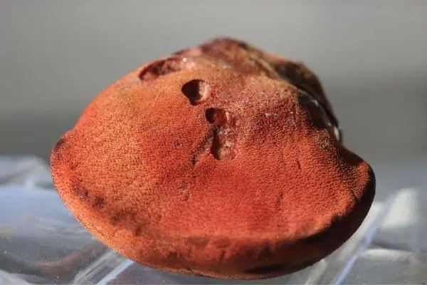 Hongo de bistec