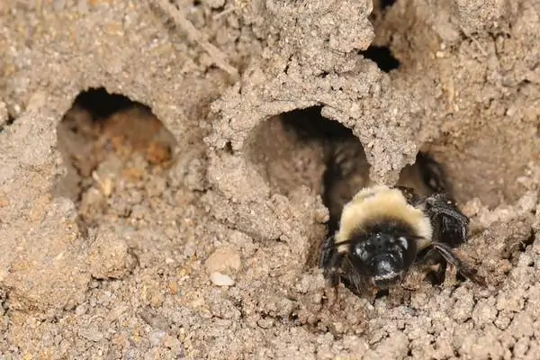 Abeja excavadora excavando