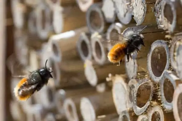 Abejas solitarias en el sitio de anidación