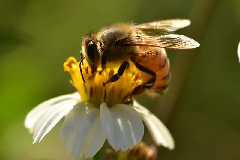 Abeja obteniendo polen