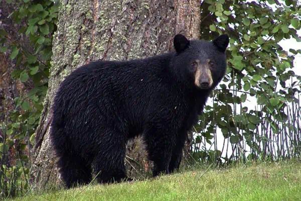 Oso negro