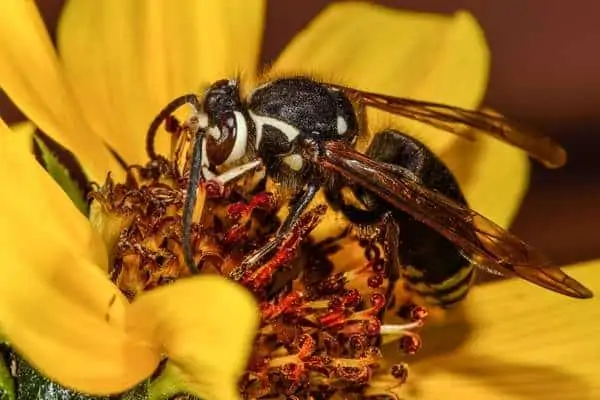 Avispón calvo sobre girasol