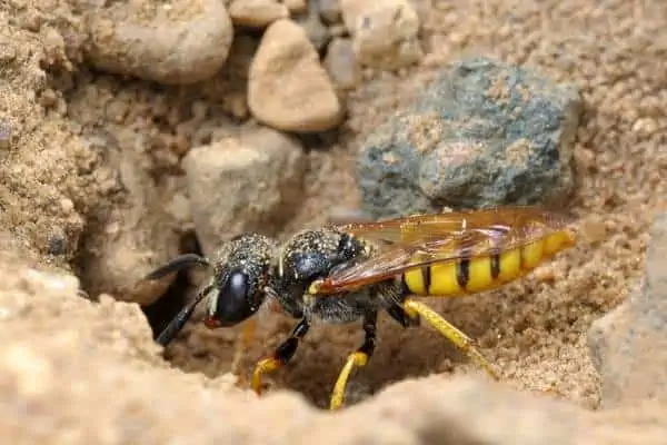 Avispas solitarias cerca de madrigueras