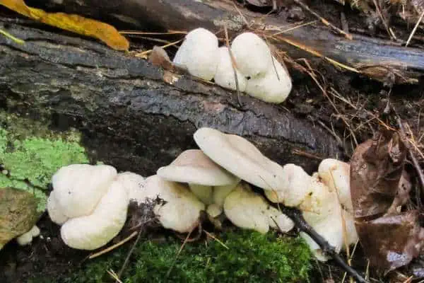 Hongo entoloma abortado