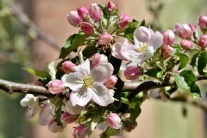 13 Flores Silvestres en Arkansas (fotos)