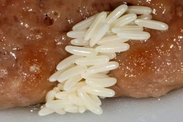 Huevos de mosca doméstica en la carne