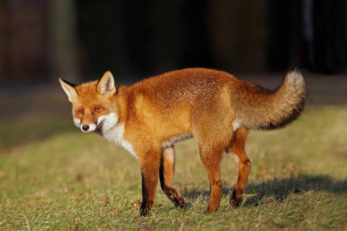 Zorro rojo en campo de hierba