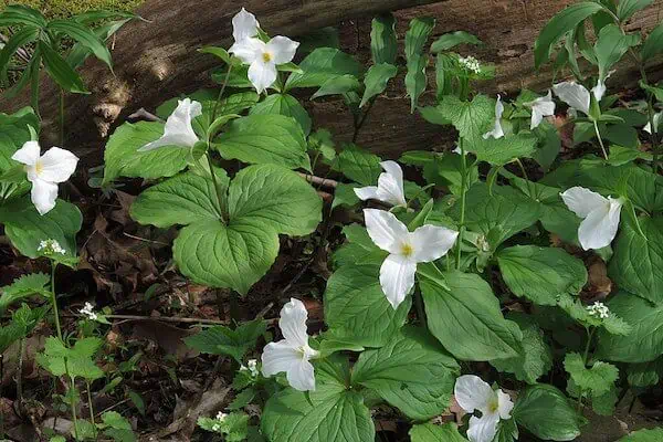Trillium grandiflorum blanco