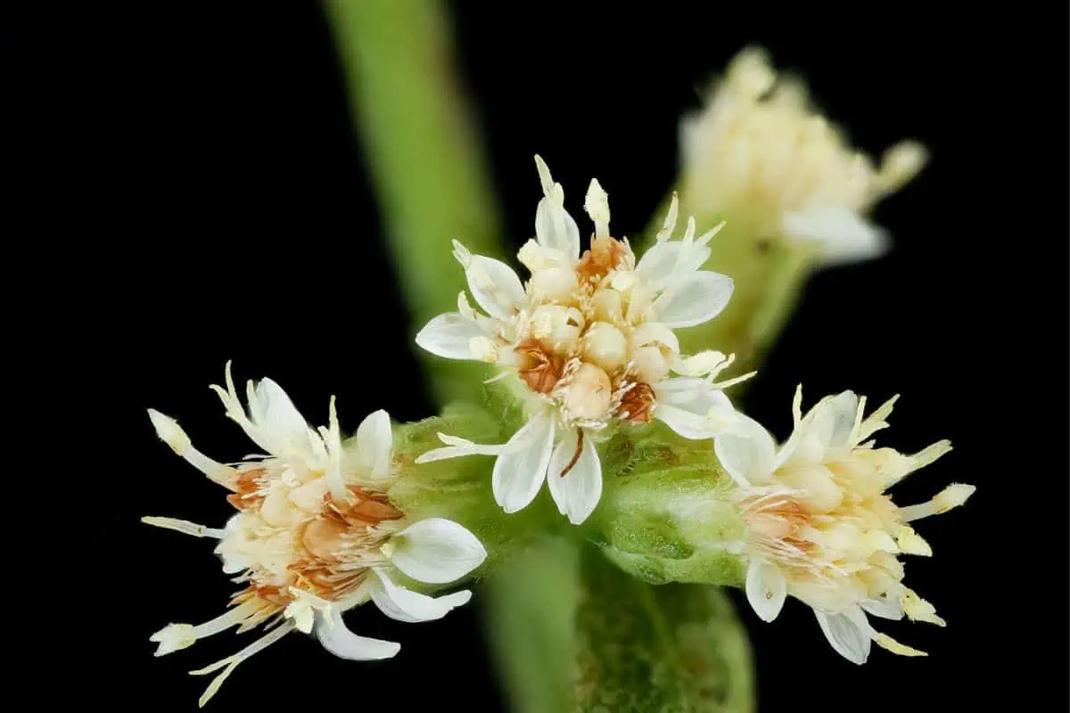 flor blanca de vara de oro