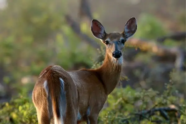 Venado de cola blanca en un parque tupido