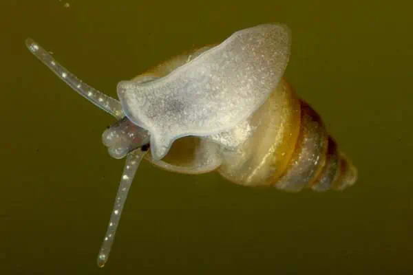 Caracol de barro de Nueva Zelanda