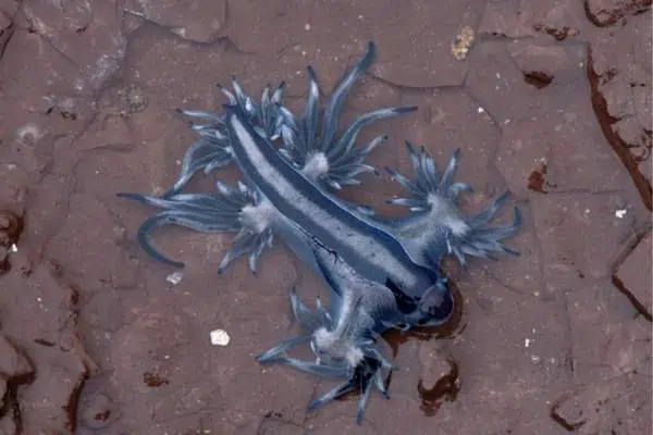 Dragón de mar azul en aguas poco profundas