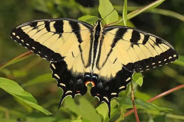 Cola de especie tigre oriental en plantas