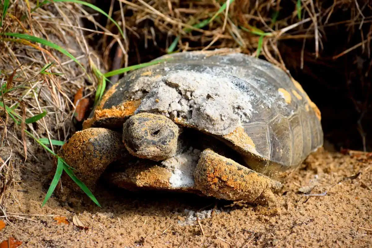 Tortuga Gopher arrastrándose