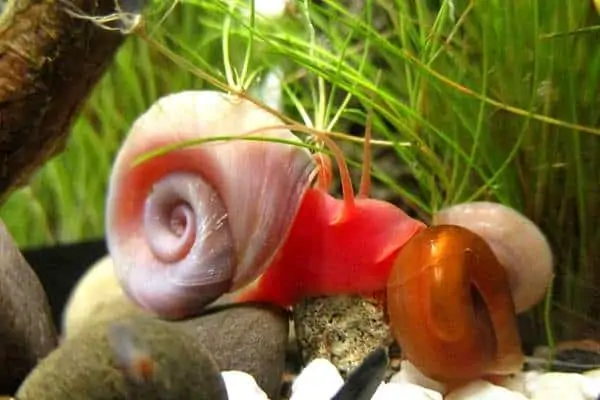Caracol cuerno de carnero Seminole