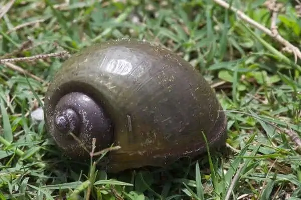 Caracol manzana de la isla en la hierba