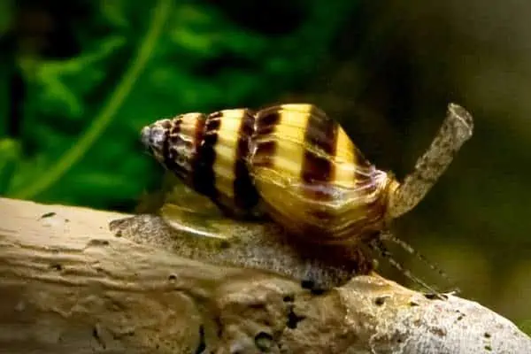 Un caracol asesino en la rama de un árbol