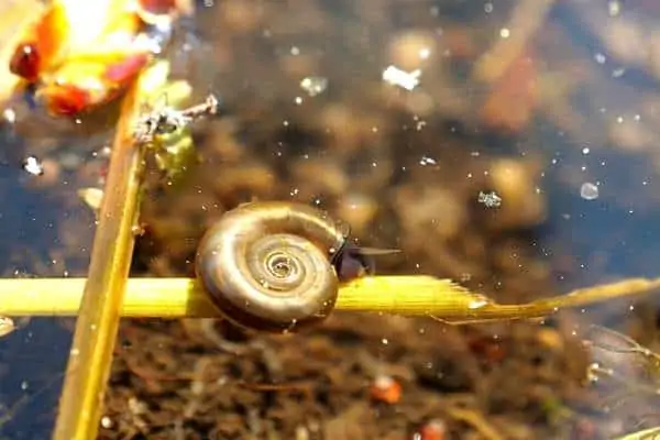 Gran ramshorn en una ramita