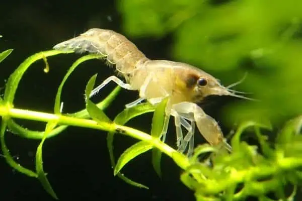 Cangrejo de río menos enano