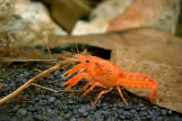 Cangrejo de río naranja enano