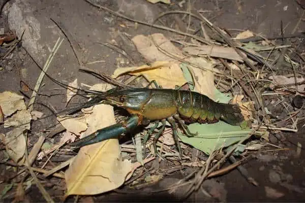 Cangrejo de río australiano