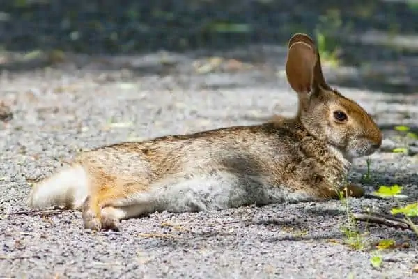 Conejo de pantano descansando