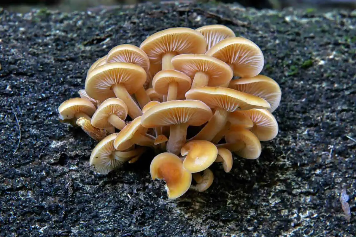 Racimo de setas de pie de terciopelo
